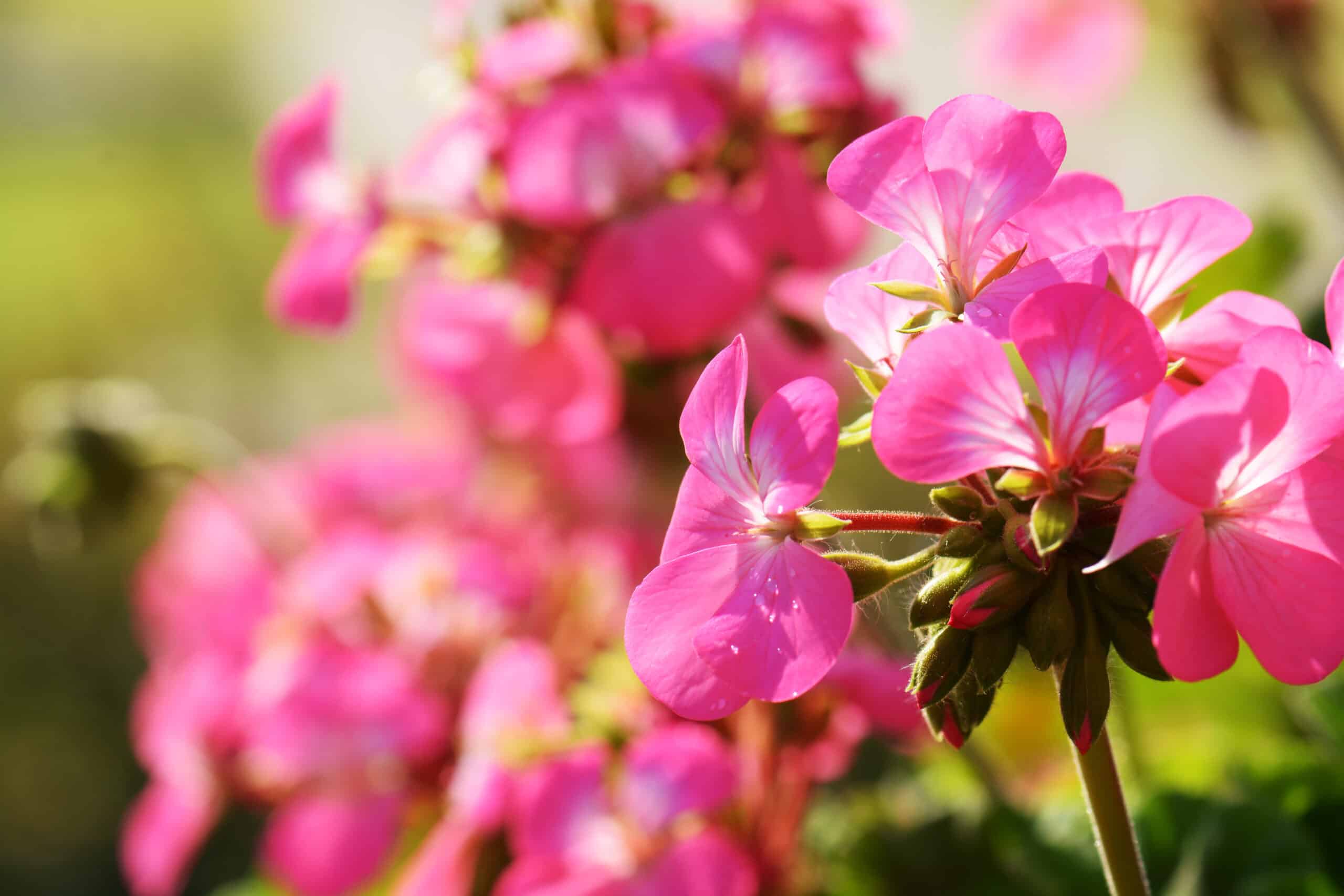 Οδηγός φροντίδας γερανιού